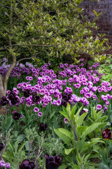 Beautiful Tulipa Continental and Tulipa Purple Elegance 
in springtime