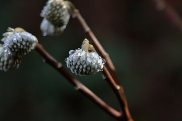 ミツマタの蕾　飾る水玉　早春　（高知県　佐川町　牧野公園）