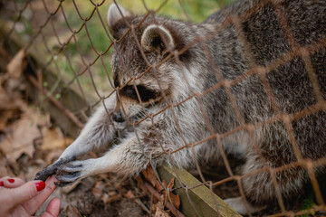 A striped raccoon stretches its paws out of the cage to ask passers-by for food. Animals in captivity.