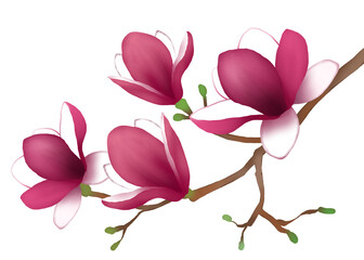 Illustration of magnolia flowers isolated on white