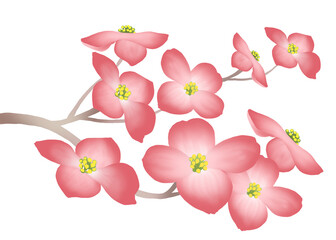 illustration of pink dogwood flowers on white