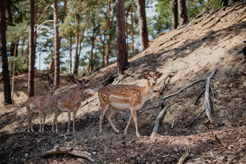 Roe deer family in the forest on a sunny summer day. Beautiful, graceful animals.