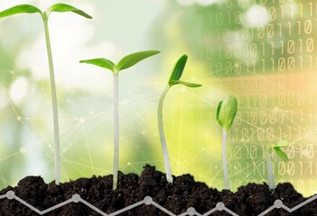 Agricultural concept. Green plants at field