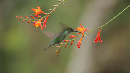 shot of a talamanca hummingbird feeding on crocosima flower