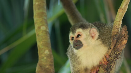 close up of a squirrel monkey in a tree at manuel antonio national park of costa rica