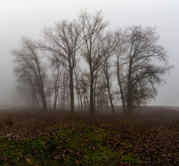 Trees in mist scenery