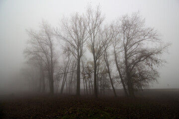Fototapeta na wymiar Trees in mist scenery