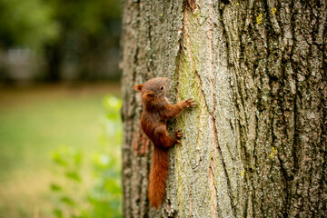 
little squirrel climbs a tree