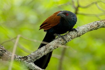 Greater Coucal, Centropus sinensis beautiful birds of Sri Lanka, Kukačka Vraní, sitting on the branch