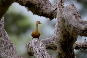  Lesser Whistling Duck, (Dendrocygna javanica) swimming in the lake with water waves, Husička...