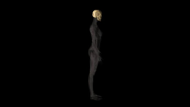 Female Skull Bone X-Ray Rontgen Transparent Alpha Video