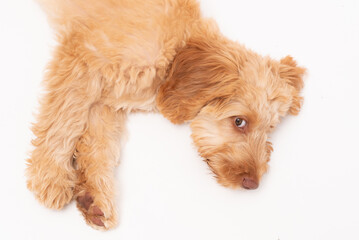 A golden cockapoo puppy isolated against a white background