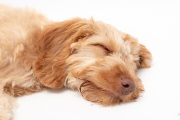 A golden cockapoo puppy isolated against a white background