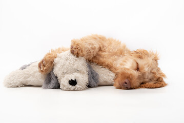 A golden cockapoo puppy isolated against a white background