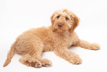 A golden cockapoo puppy isolated against a white background