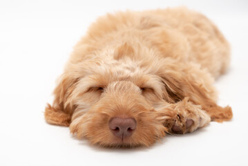 A golden cockapoo puppy isolated against a white background