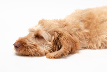 A golden cockapoo puppy isolated against a white background