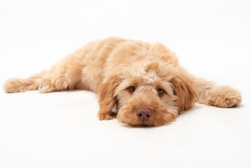 A golden cockapoo puppy isolated against a white background