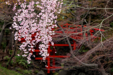 Naklejka premium 小石川後楽園, 通天橋, 枝垂れ桜