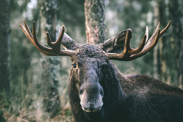 Portrait of a moose bull with big antlers close up in forest. Selective focus.