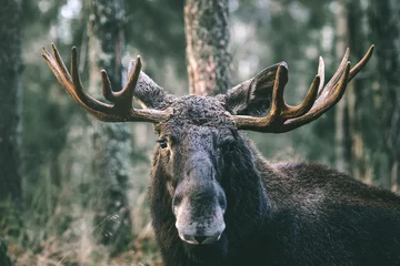 Photo sur Plexiglas Orignal Portrait of a moose bull with big antlers close up in forest. Selective focus.