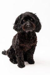 A black cavapoo dog isolated against a white background