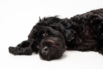 A black cavapoo dog isolated against a white background
