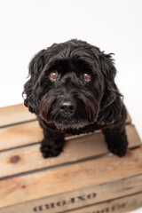 A black cavapoo dog isolated against a white background