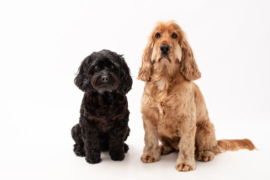 A black cavapoo dog and a golden cocker spaniel dog isolated against a white background