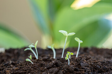 Healthy green young vegetables or plant sprouts that have just germinated and come out of the ground, very shallow depth of field with focus on the seedling in the foreground.