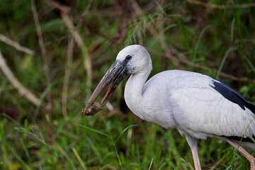 Asian Openbill Stork (Anastomus oscitans), walking in shallow water hunting for food, Zejozob Asijský
