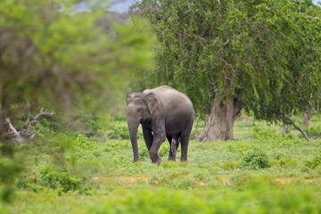 Fototapeta premium Adult Sri lankan elephant on the road. Sri Lankan elephant (Elephas maximus maximus). Yala National Park. Sri Lanka