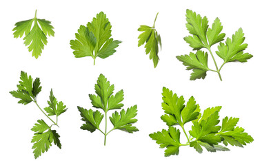 Collage of fresh green parsley on white background