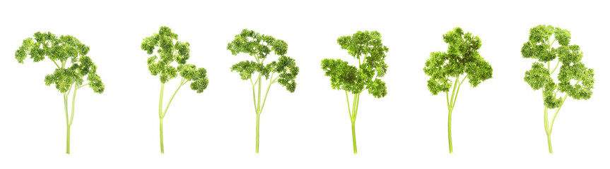 Set of fresh green curly parsley on white background