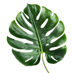 realistic colorful tropical leaf digital illustration, clear background, png, Generative ai, ai