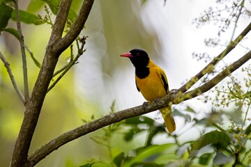 Beautiful black and yellow bird, Black-hooded Oriole, Oriolus xanthornus perching on a branch, Žluva Černokápá
