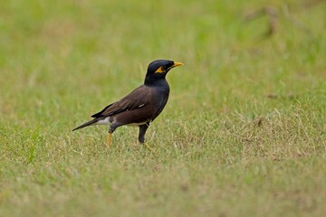 The common myna or Indian myna (Acridotheres tristis) perching on a nice woodstick in super light, Wilpattu Sri Lanka.