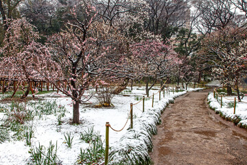 小石川後楽園, 雪,冬,梅林