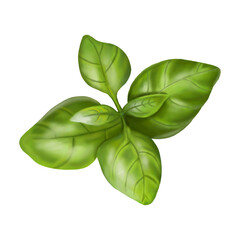 A leaf of fresh olive-colored basil. Digital illustration on a white background
