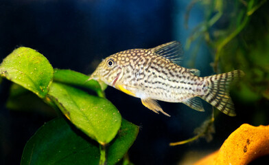 Corydoras haraldschultzi is a tropical freshwater fish belonging to the Corydoradinae