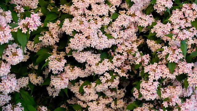 Kolkwitzia amabilis.Blooming spring bushes in the garden. Approximation. Beauty Bush.Pink flowering bush. 4k footage