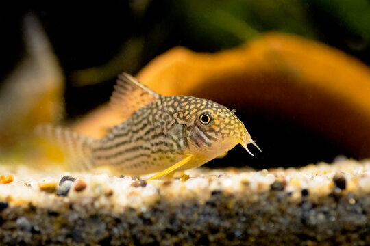 Corydoras haraldschultzi is a tropical freshwater fish belonging to the Corydoradinae