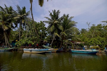 Fototapeta na wymiar vegetation along the banks of the Madu Ganga river in Sri Lanka