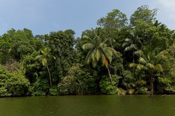 vegetation along the banks of the Madu Ganga river in Sri Lanka
