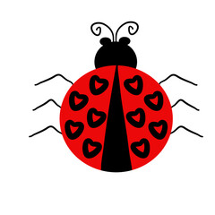 cute ladybird insect animal