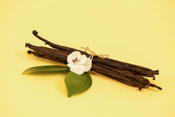 Vanilla green leaves and pods on yellow background.