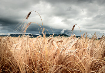cornfield, wheat flour, rye flour, ears of grain, grain, corn, harvest, baking bread, flour, bread,...