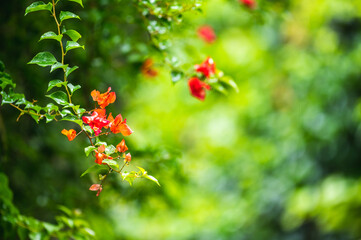 raining shower drop on leaf tree, close up of rainfall in jungle,Heavy Rain Falling on Tree Leaves in forest. droplets fixed on green leaves, Raining day in tropical forest. Raindrop in deep jungle.