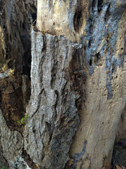 texture of a dead tree bark