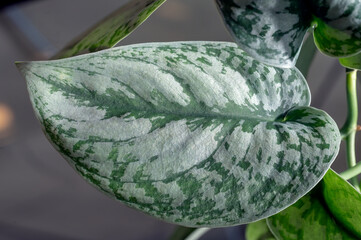 Scindapsus pictus 'Exotica', also referred to incorrectly as the Satin Pothos, is a vining plant with interesting foliage with silver on green patterns.